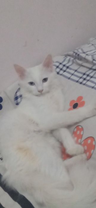 Mushuk sotiladi 6  oylik,oʻgil,1mln soʻm