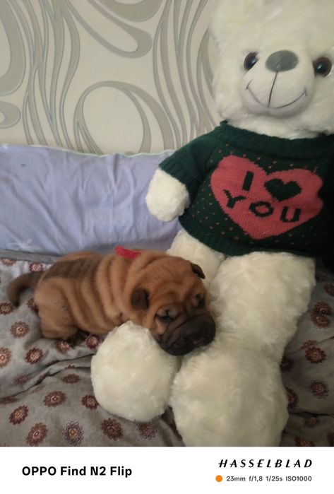 Продажа щенков шарпея