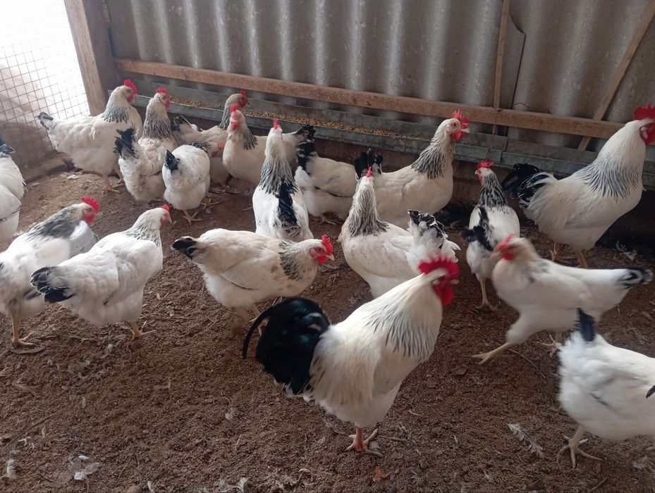 Adler Serebro nomli tovuq jojalarga