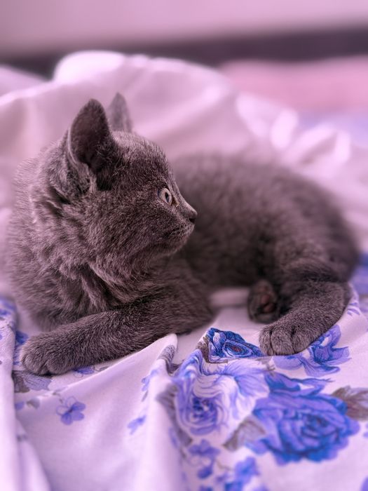 Британский Котенок домашний, Лео