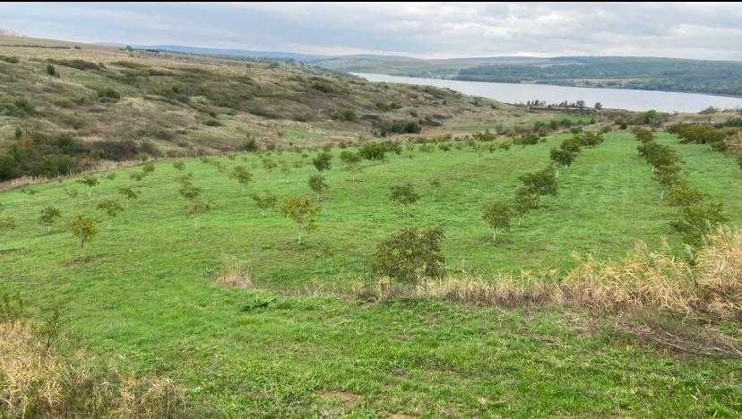 Livada nuci ecologic