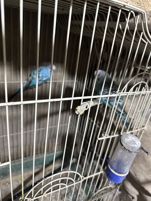 Попугаи сатылады дены сау