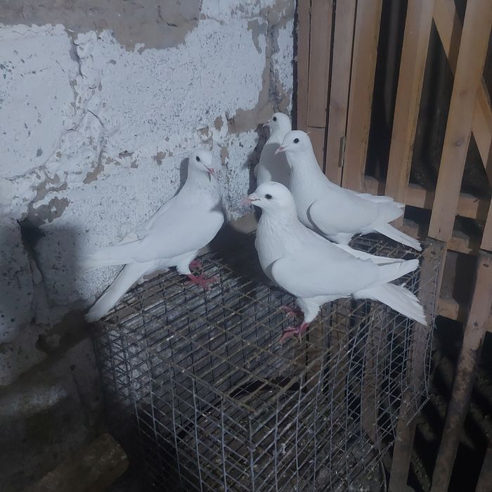 Бели Иранцы 3 пара гатовый