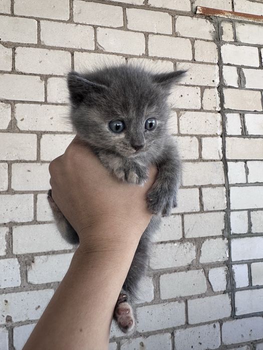 Отдам котенка от породистых девочка