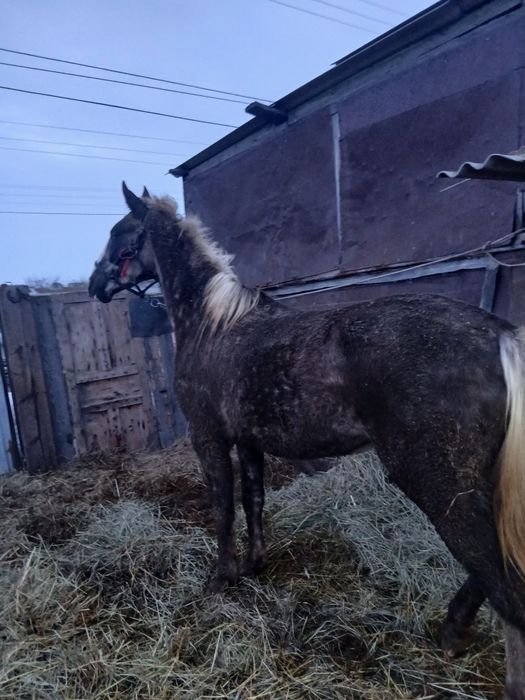 Продам Орловскую кобылу