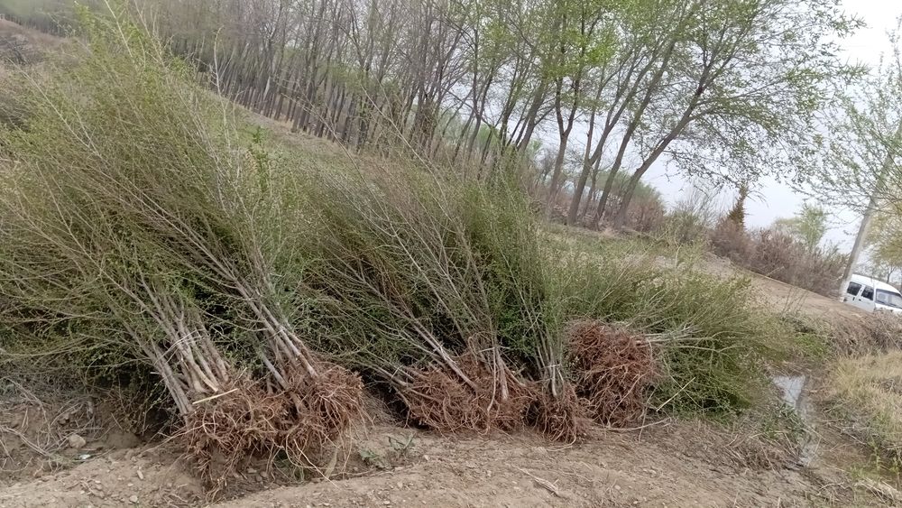 Yashil makon loyihasi uchun turli xil manzarali koʻchatlar sotiladi