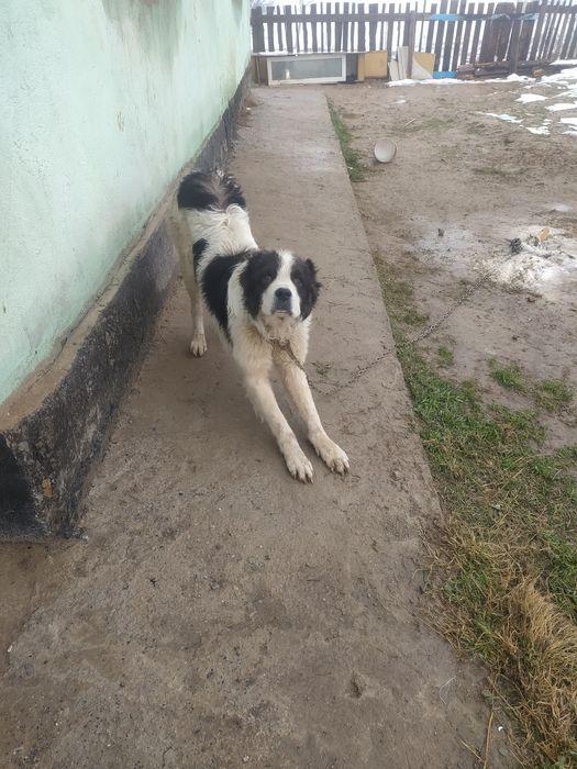 Ит сатылады 1 жастан асқан