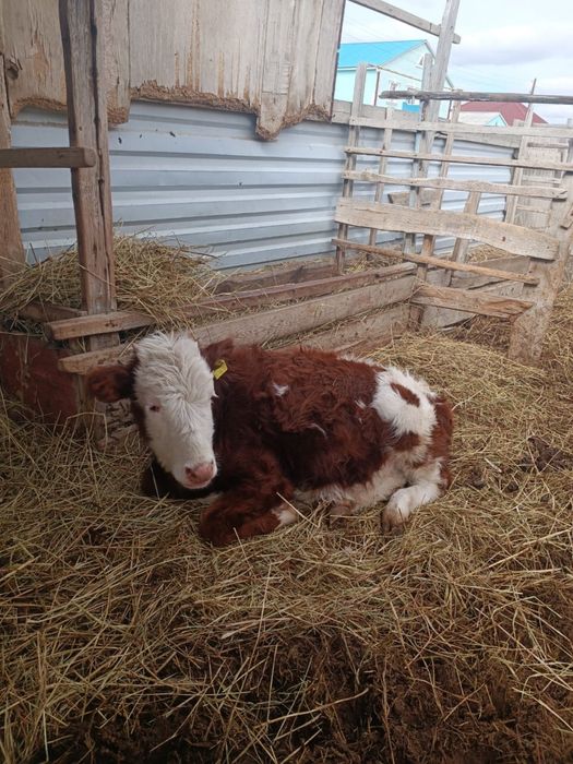 Ұрғашы баспақтар