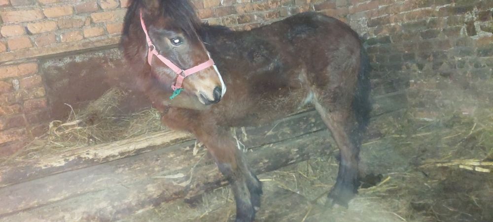 Vând Mânz blând .