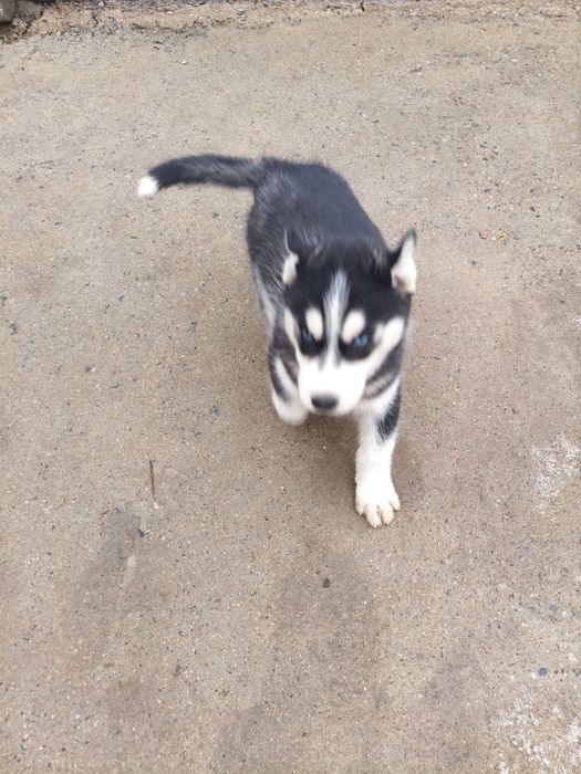 Продам щенка породы Хаски остался один