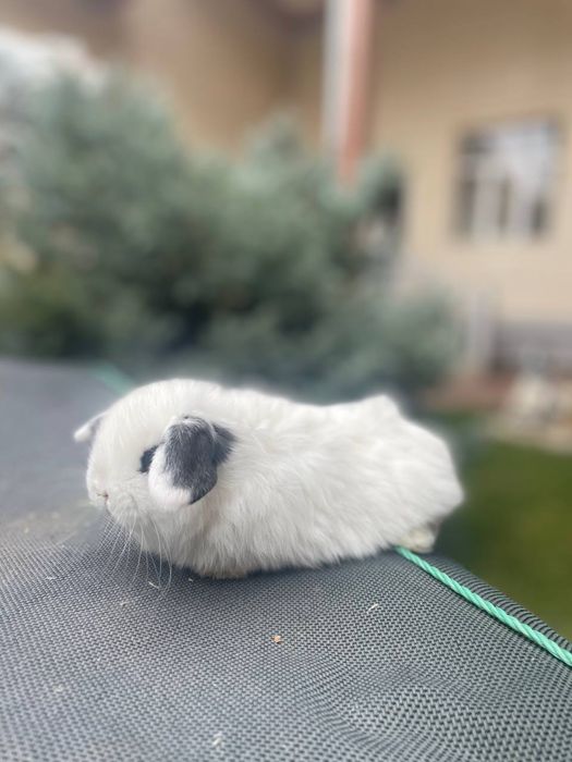 Karlik baran sotiladi hamasi chiroyli sog’lom quyonchala