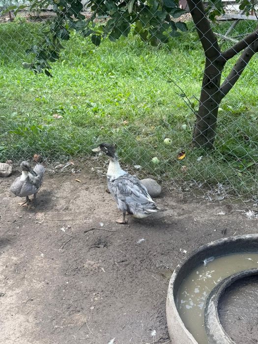Rațoi polar de 3 luni