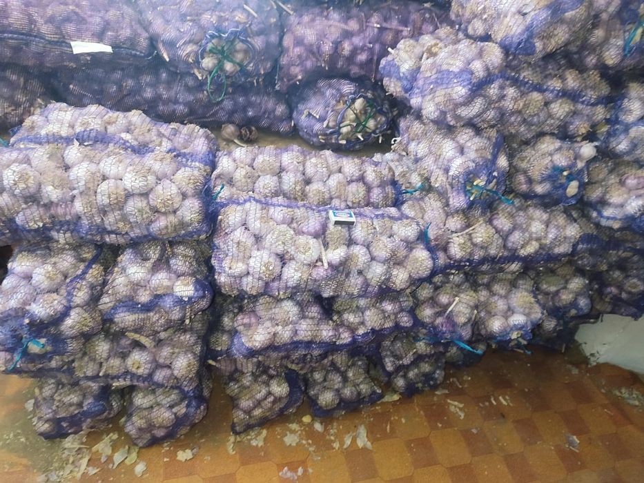 Топ чеснок кордайский местный