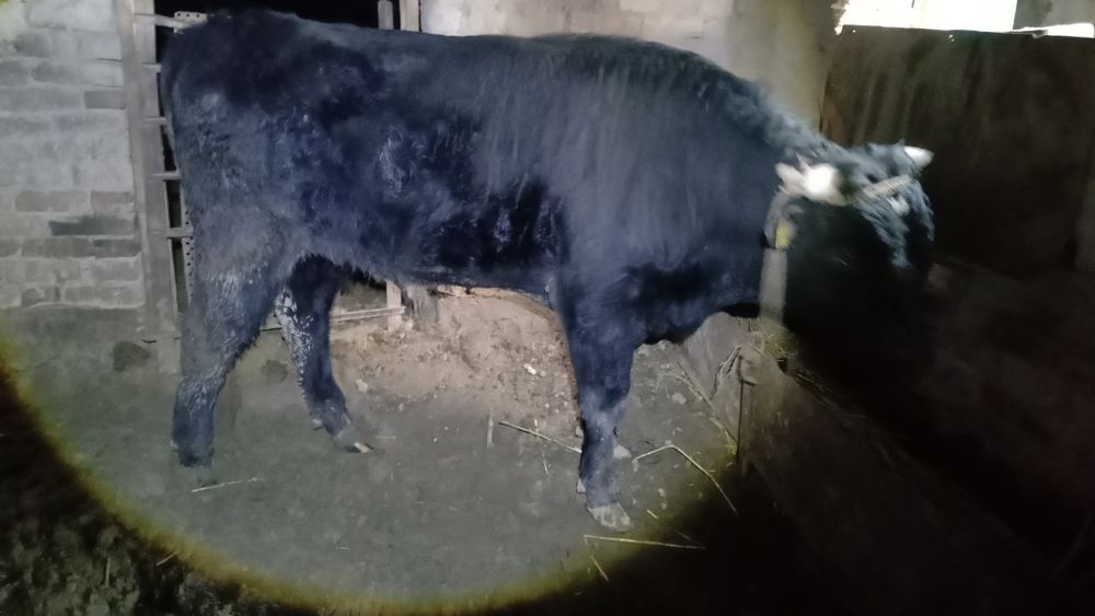 Бука сатылады жагдайын жаксы