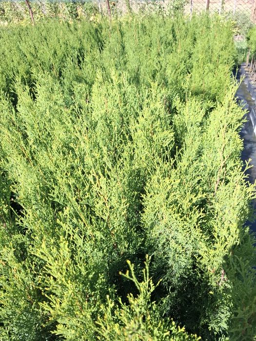 Producator vand tuia Smaragd 60-70 cm