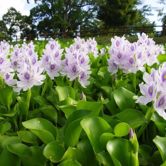 Эйхорния. Водный гиацинт