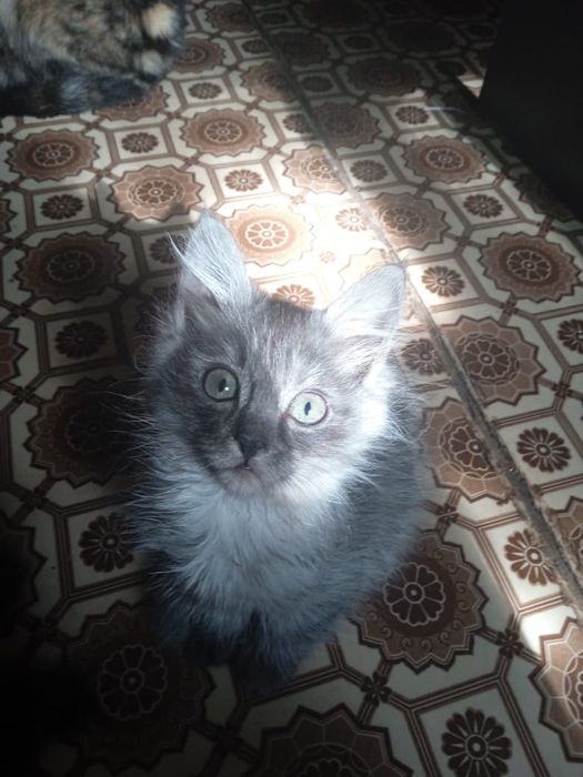 Отдаю котят в хорошие руки