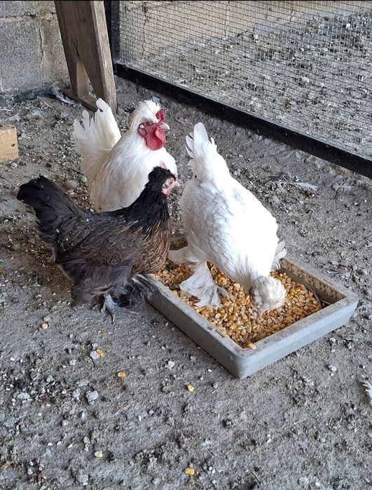 Продаются декоративные куры