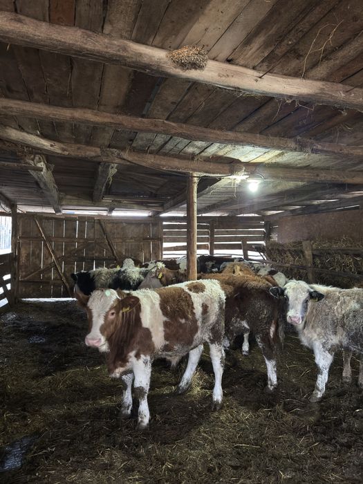 Bălțati românești