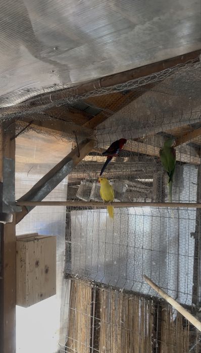 Vand /Schimb Papagali Rosella ,micul  Alexander si marele Alexander