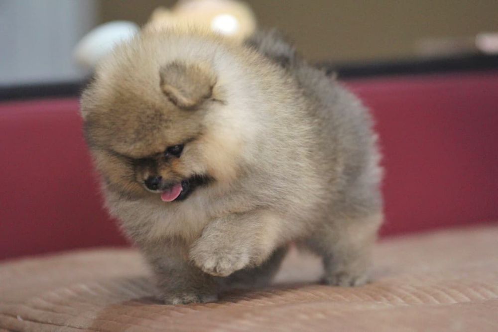 Предлагается мальчик померанского шпица