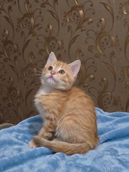 Отдам котёнка в добрые руки
