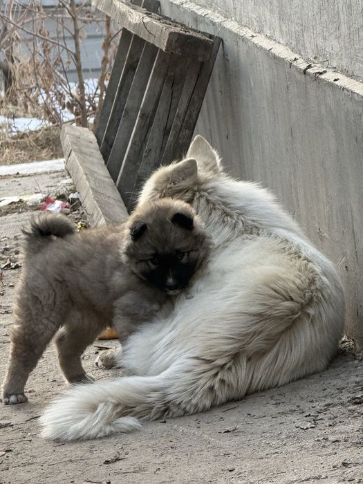 Продам щенка лайки 1 мес 5000