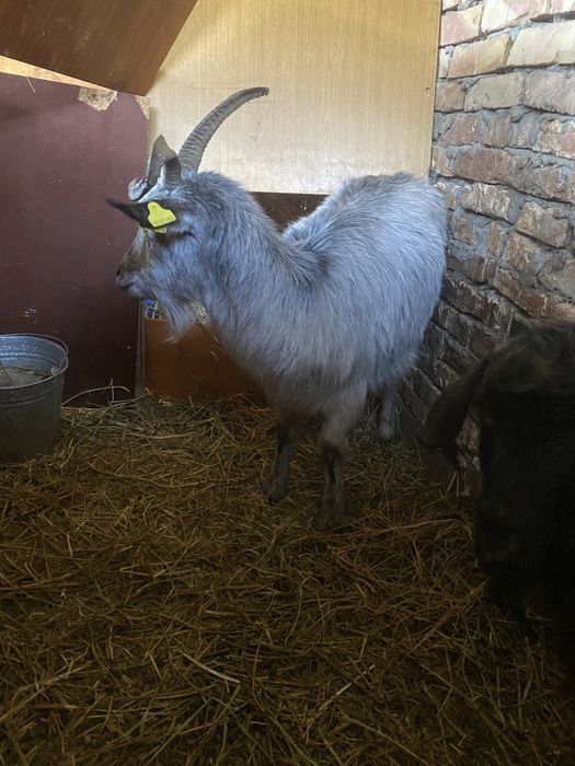 Асыл тукылды ешки сатам