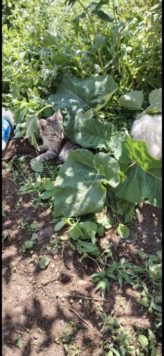 Отдам  котят бесплатно