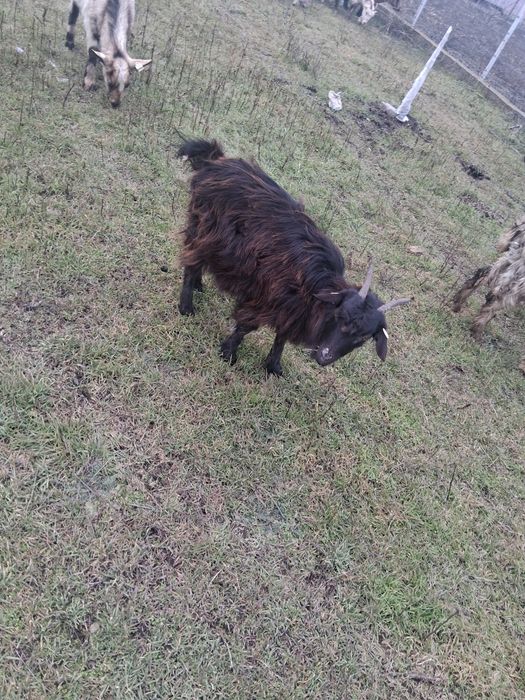 Iezi de vanzare aprox 35-40 bucăți