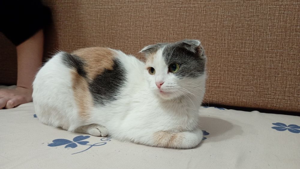 Отдам вислоухую шотландскую кошечку