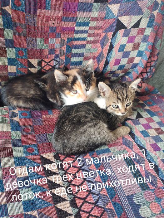 Отдам даром котят