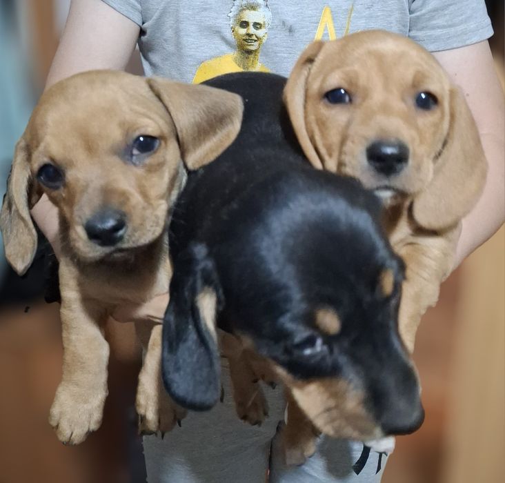 Щенок такса щенки таксы