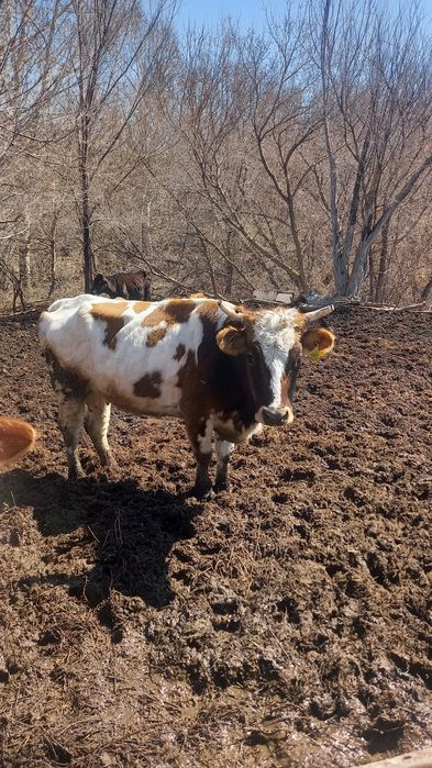 Сельскохозяйственные