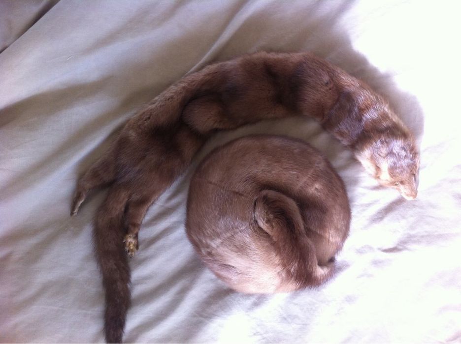 Яка от кафява норка