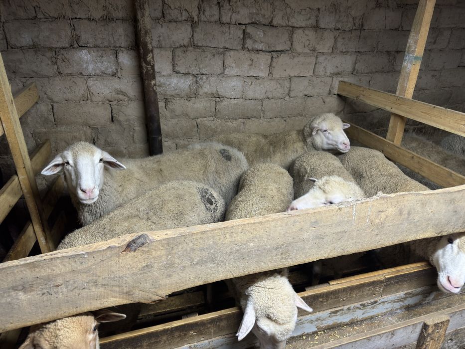 Семіз қойлар мен қошқарлар сатылады