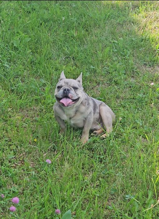 Bulldog Francez Lilac Merle Tan DONATIE