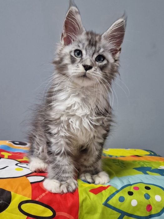 Котята Мейн кун гиганты