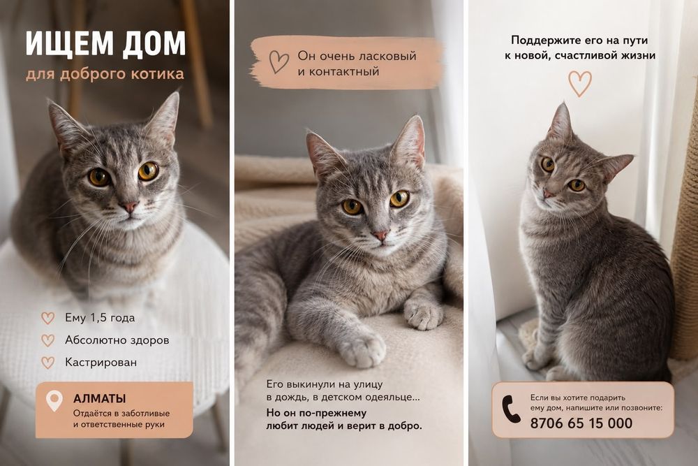 Срочно SOS котик ищет семью!!!