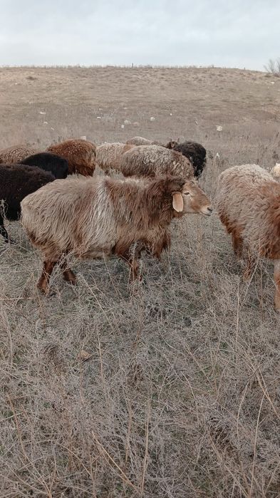 Асыл тұқымды қошқар