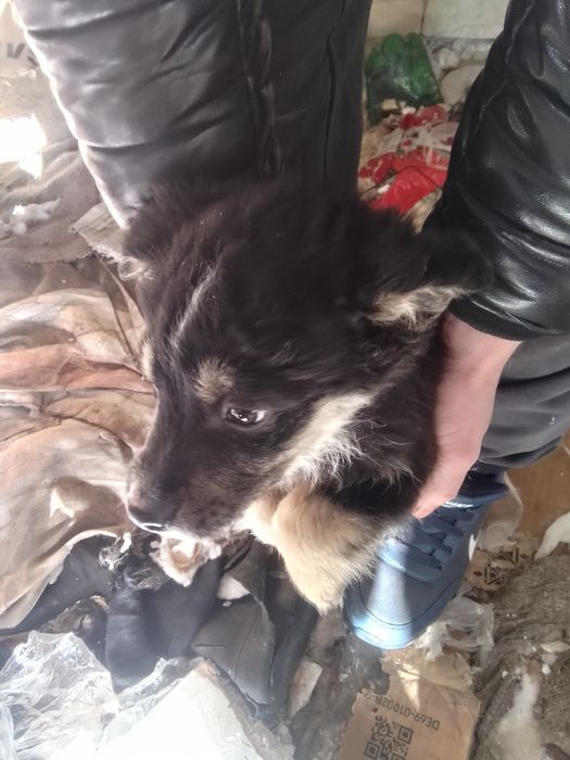 Отдам щенков двух