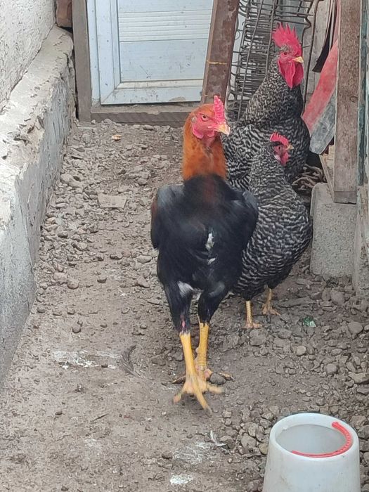 Продам молодого петуха