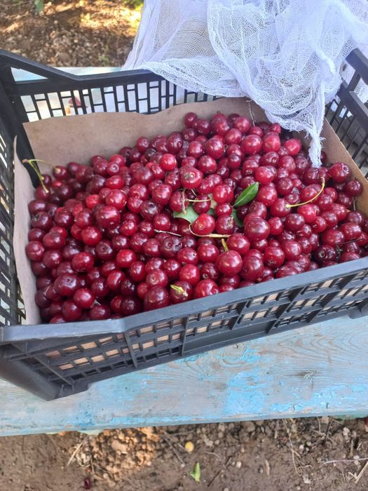 Продам вишню и абрикос медовый