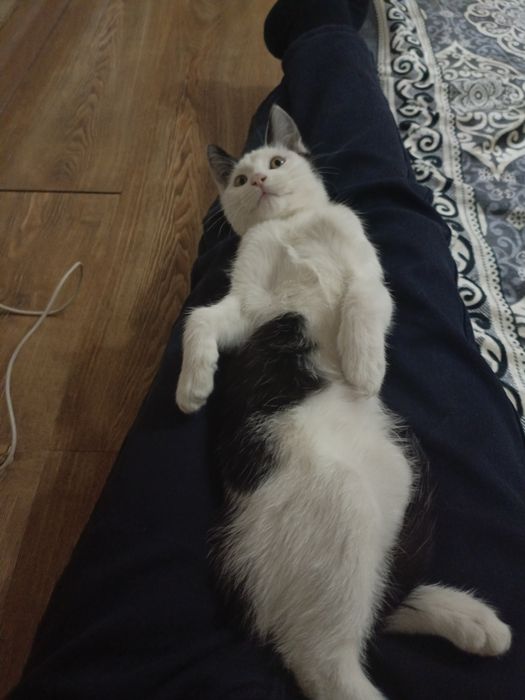 Mushukcha hadiyaga beriladi sogʻlom aqilli zoʻr mushukcha