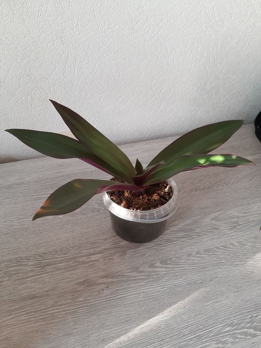 Комнатные цветы по 1500 тг