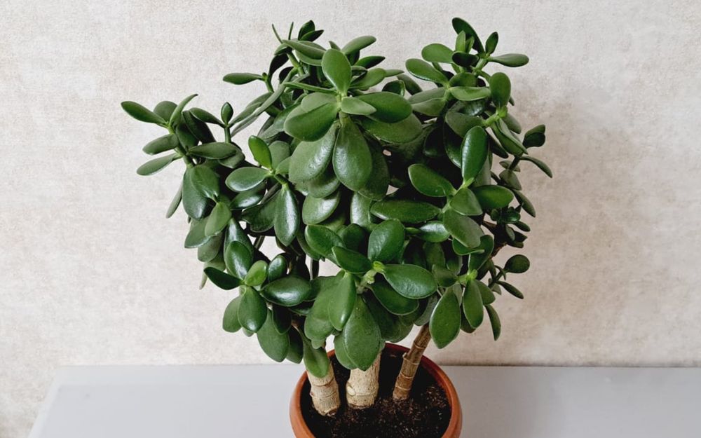 Кротон  Толстянка (денежное дерево )