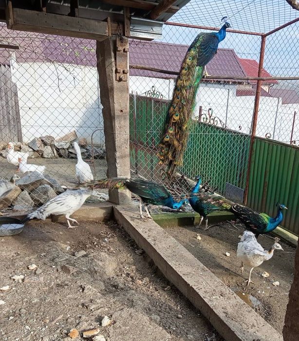 Vând păsări de curte