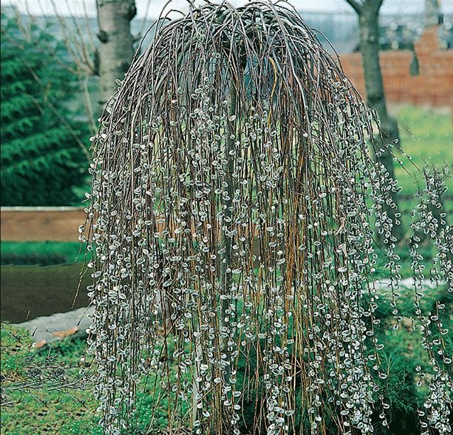 Salix Pendul La Ghiveci