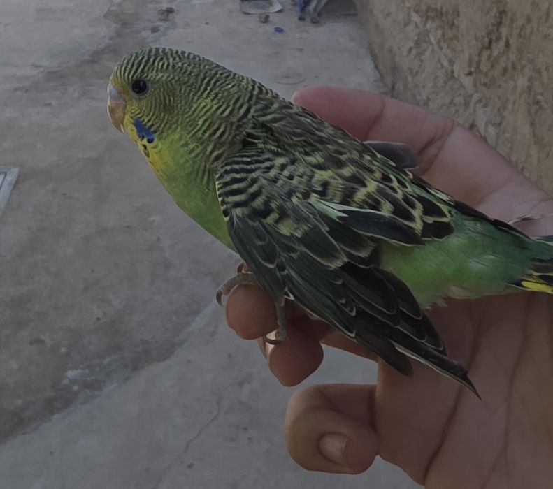 To‘tiqushlar sotiladi