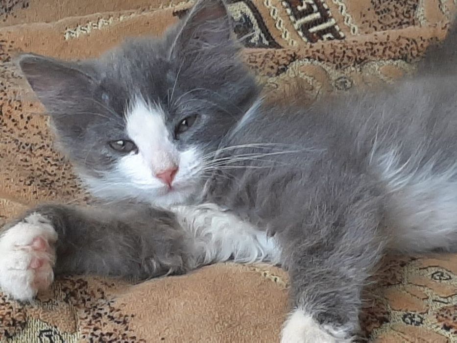 Отдам котят в добрые руки